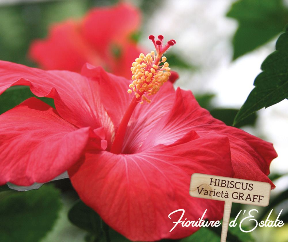FB_fioridestate_hibiscus